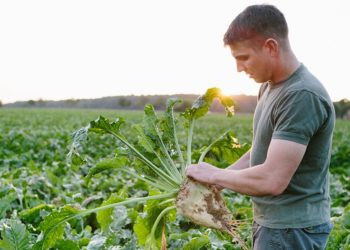 Plant production certificate can boost agri career