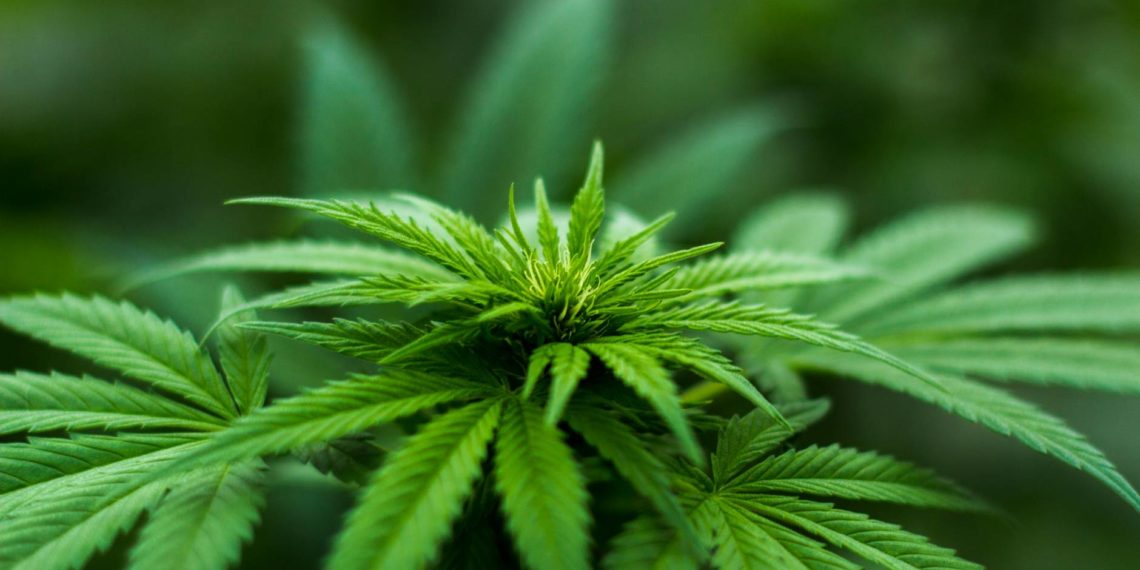 Explore golden opportunities in the cannabis industry