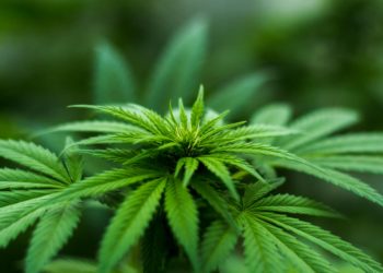 Explore golden opportunities in the cannabis industry