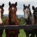 Meet horse specialist Gail Venecourt