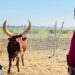 Dr Justice Masilela is a bright young star among local veterinarians. Photo: Supplied/Food For Mzansi